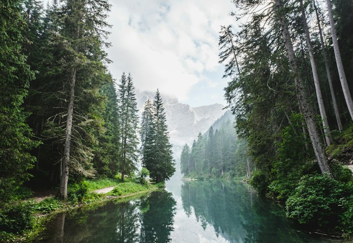 Carbon credits